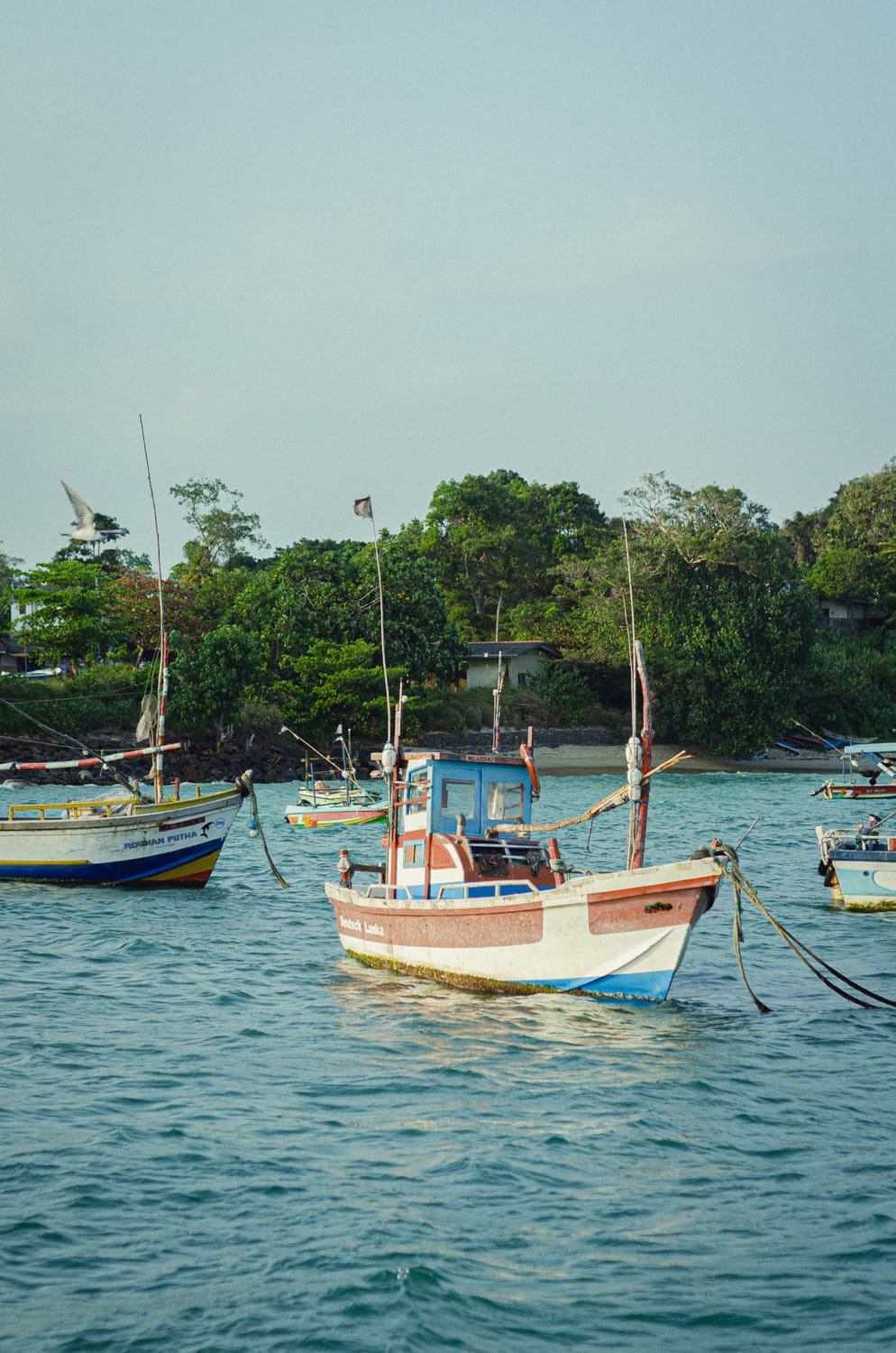 Фото 331 из альбома Sri Lanka 2019