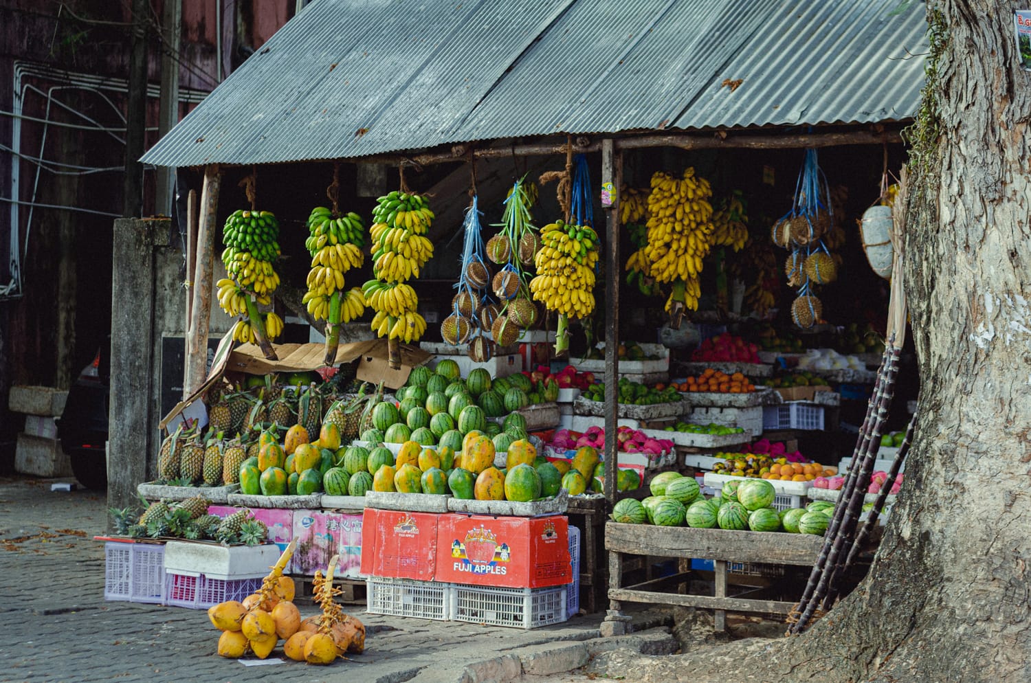 Фото 349 из альбома Sri Lanka 2019