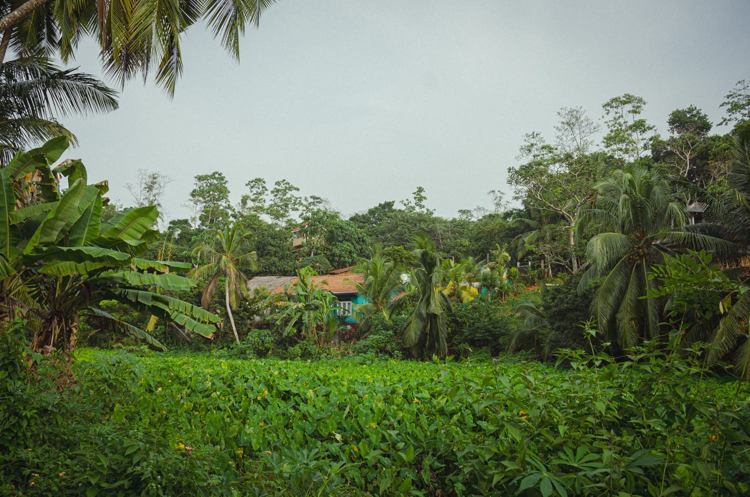 Фото 357 из альбома Sri Lanka 2019