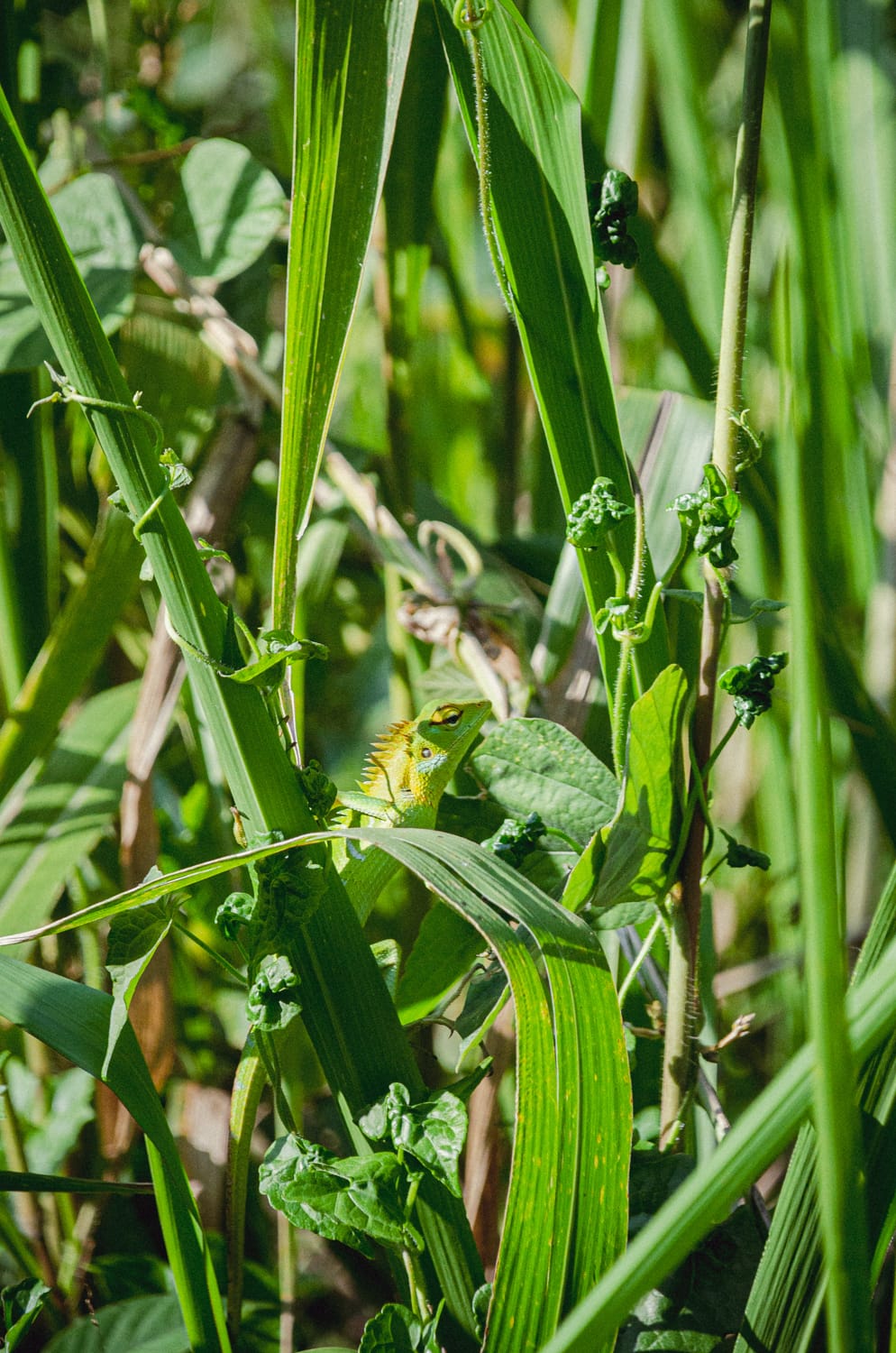 Фото 378 из альбома Sri Lanka 2019