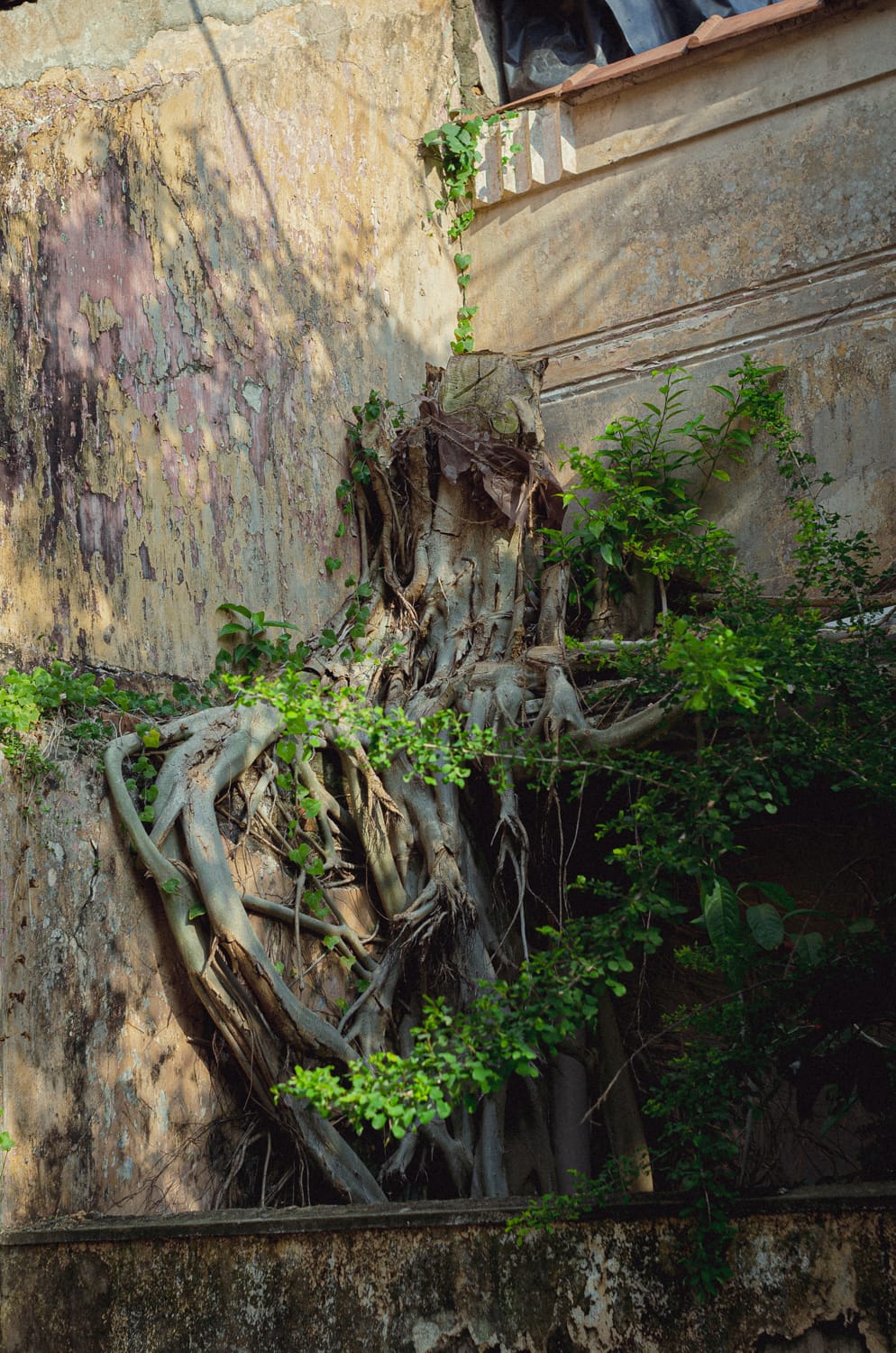 Фото 386 из альбома Sri Lanka 2019