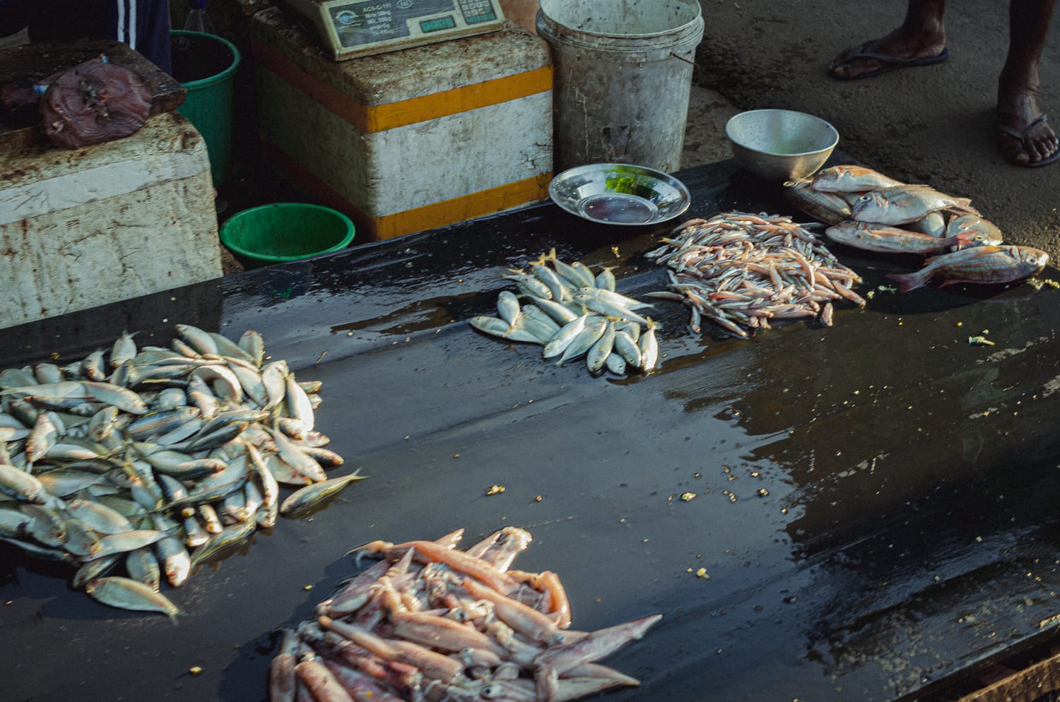 Фото 426 из альбома Sri Lanka 2019
