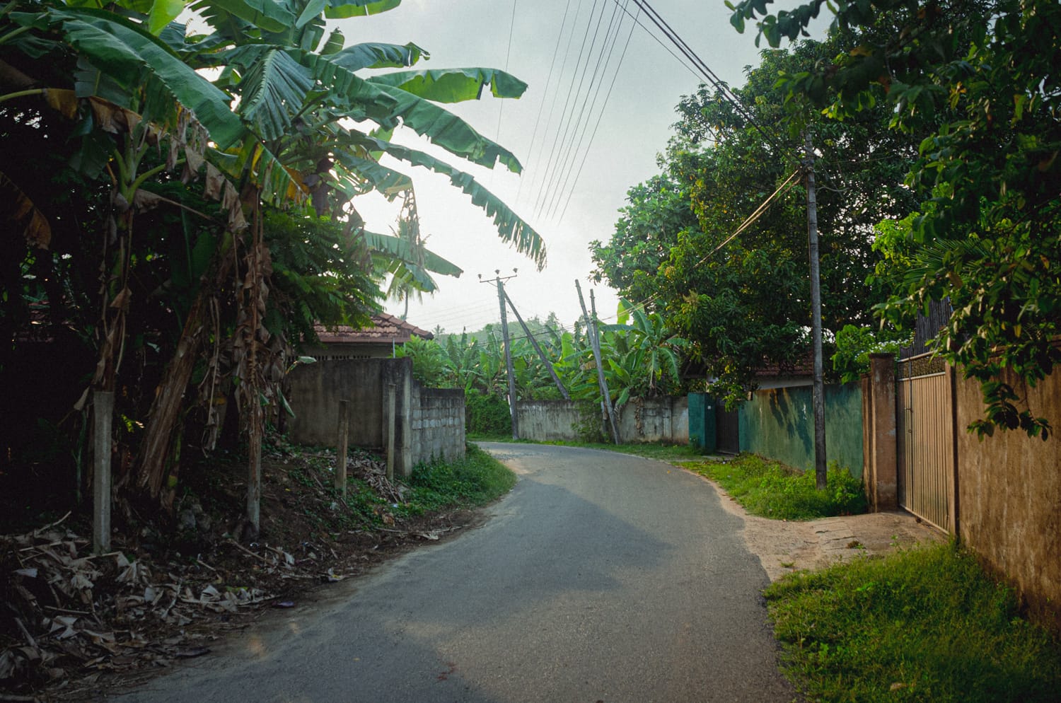 Фото 439 из альбома Sri Lanka 2019