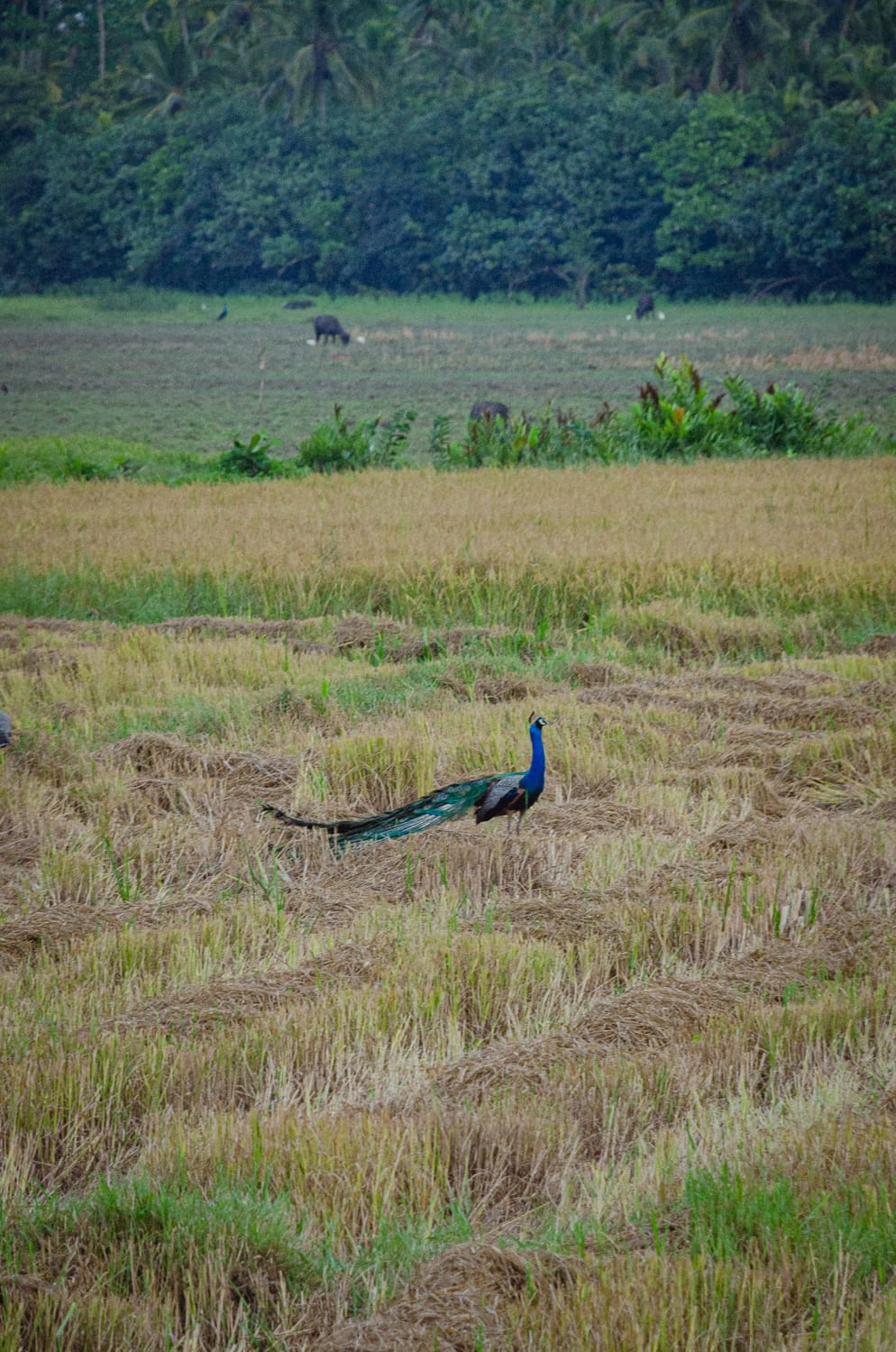 Фото 443 из альбома Sri Lanka 2019