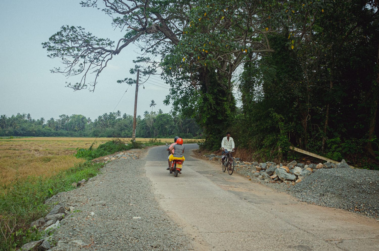 Фото 444 из альбома Sri Lanka 2019