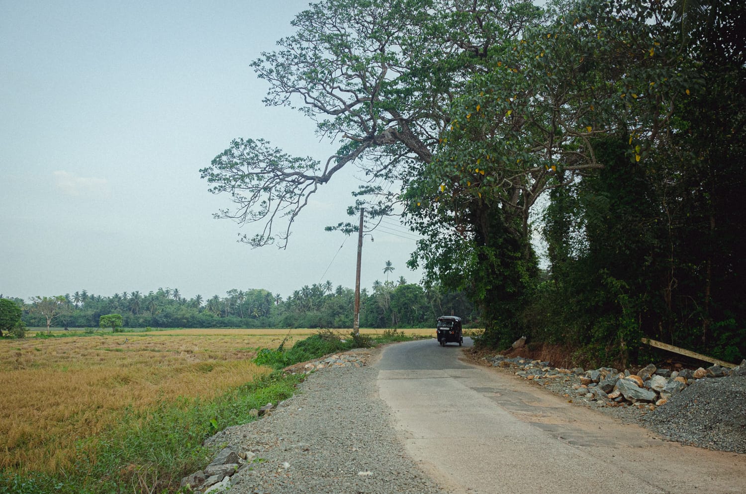 Фото 446 из альбома Sri Lanka 2019