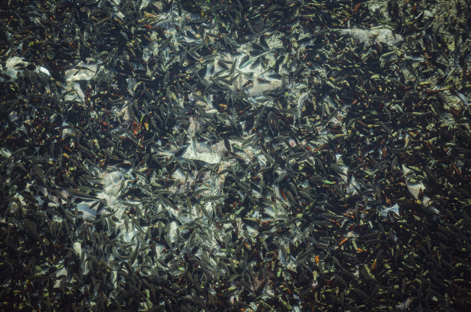 Фото 516 из альбома Sri Lanka 2019