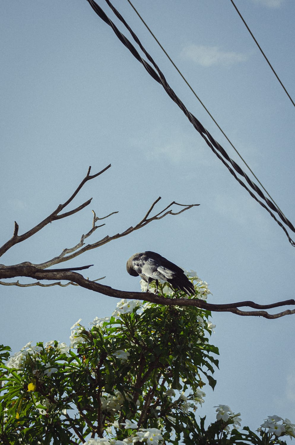 Фото 518 из альбома Sri Lanka 2019