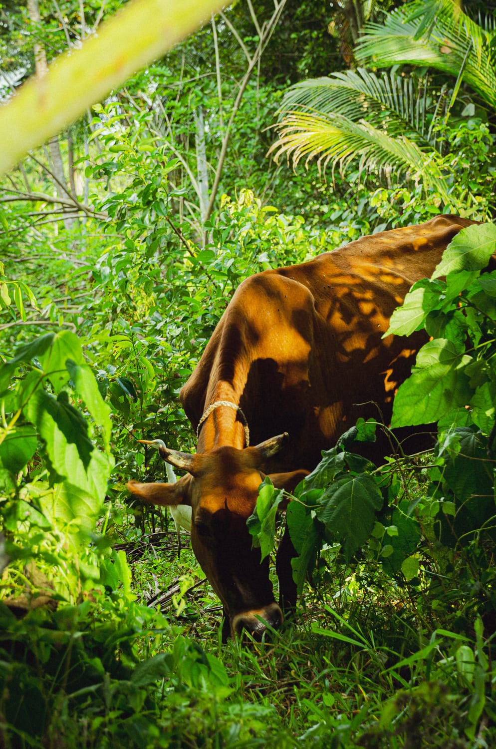 Фото 524 из альбома Sri Lanka 2019