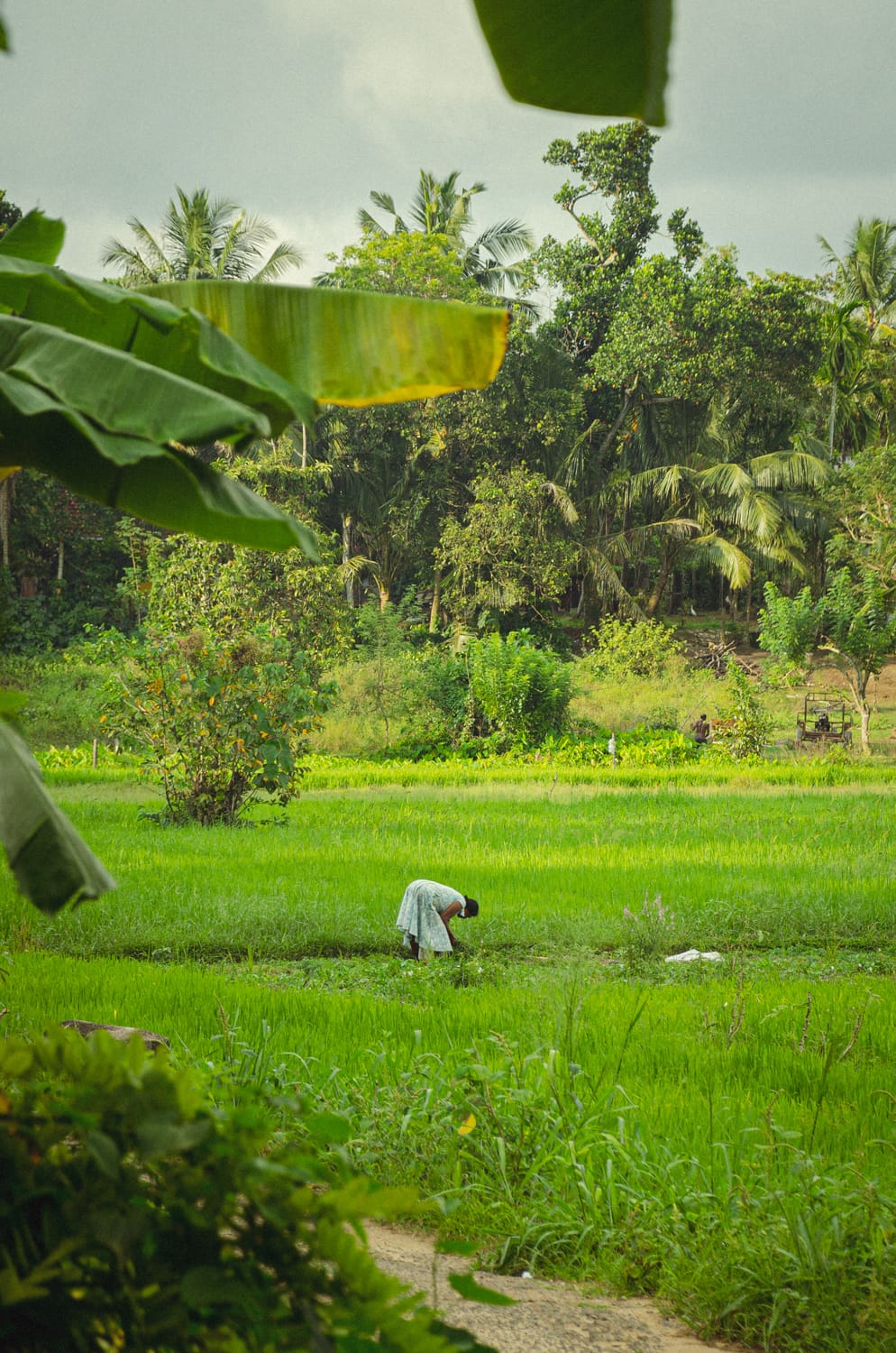 Фото 527 из альбома Sri Lanka 2019