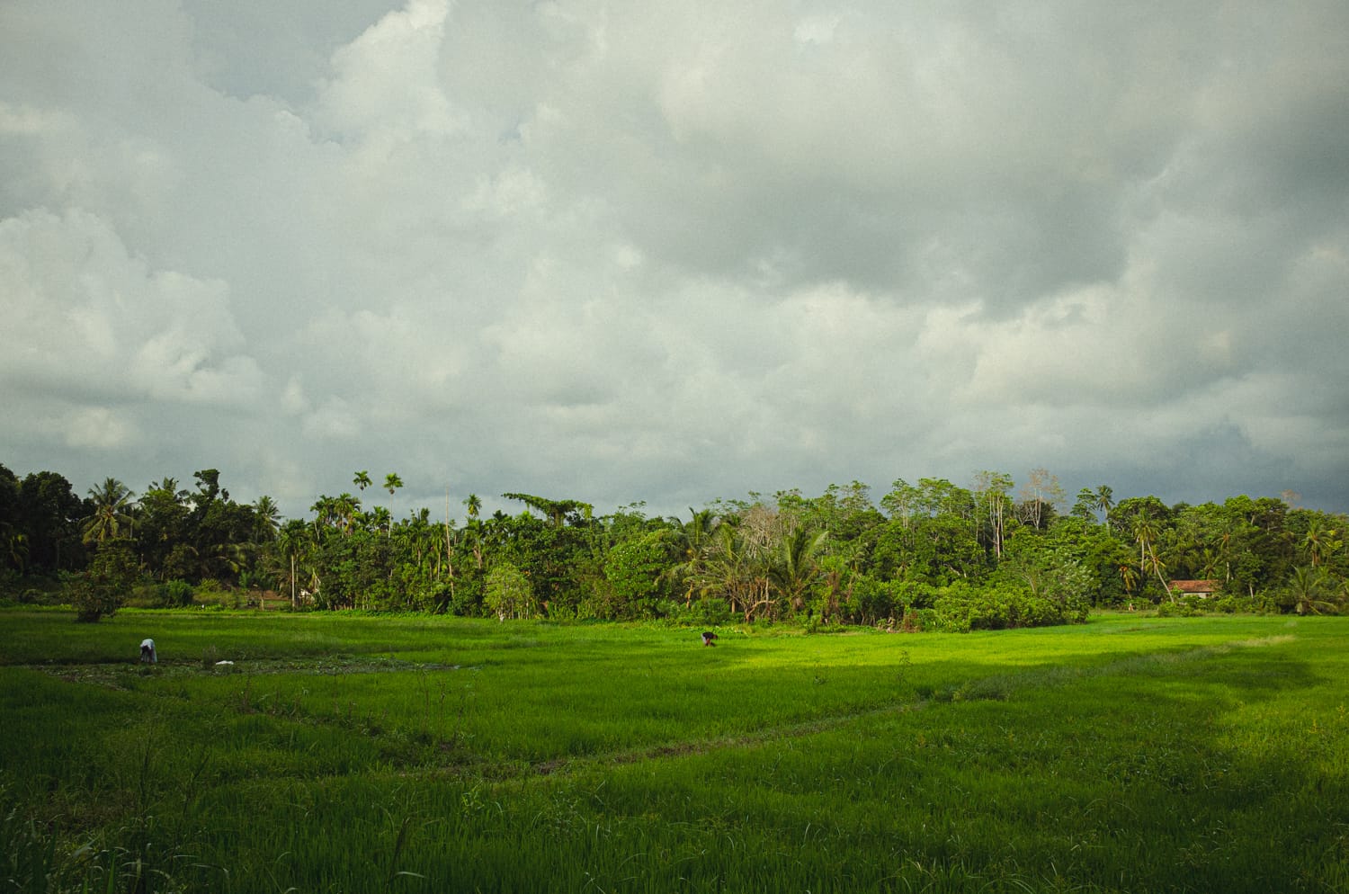 Фото 528 из альбома Sri Lanka 2019
