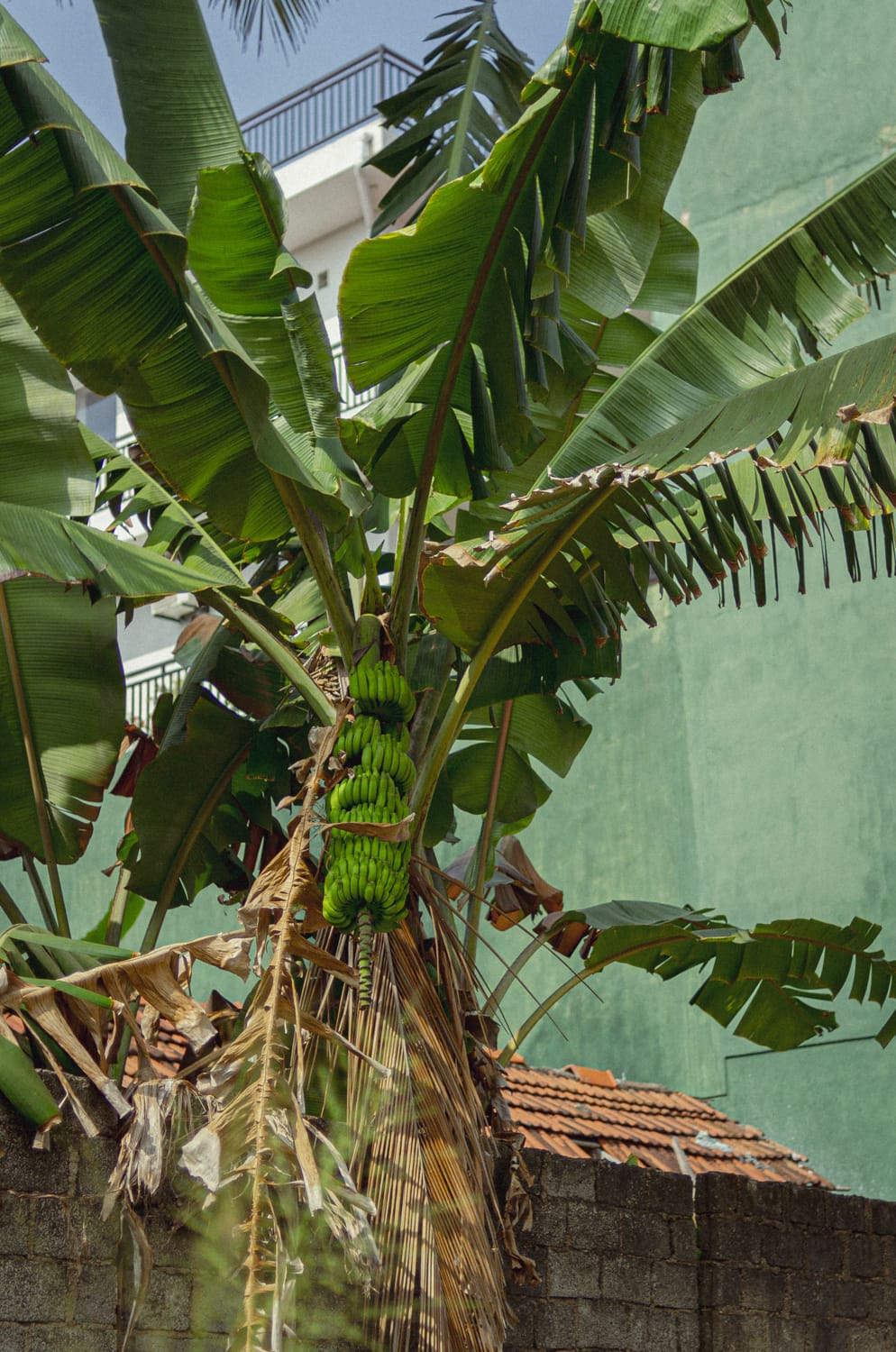 Фото 543 из альбома Sri Lanka 2019