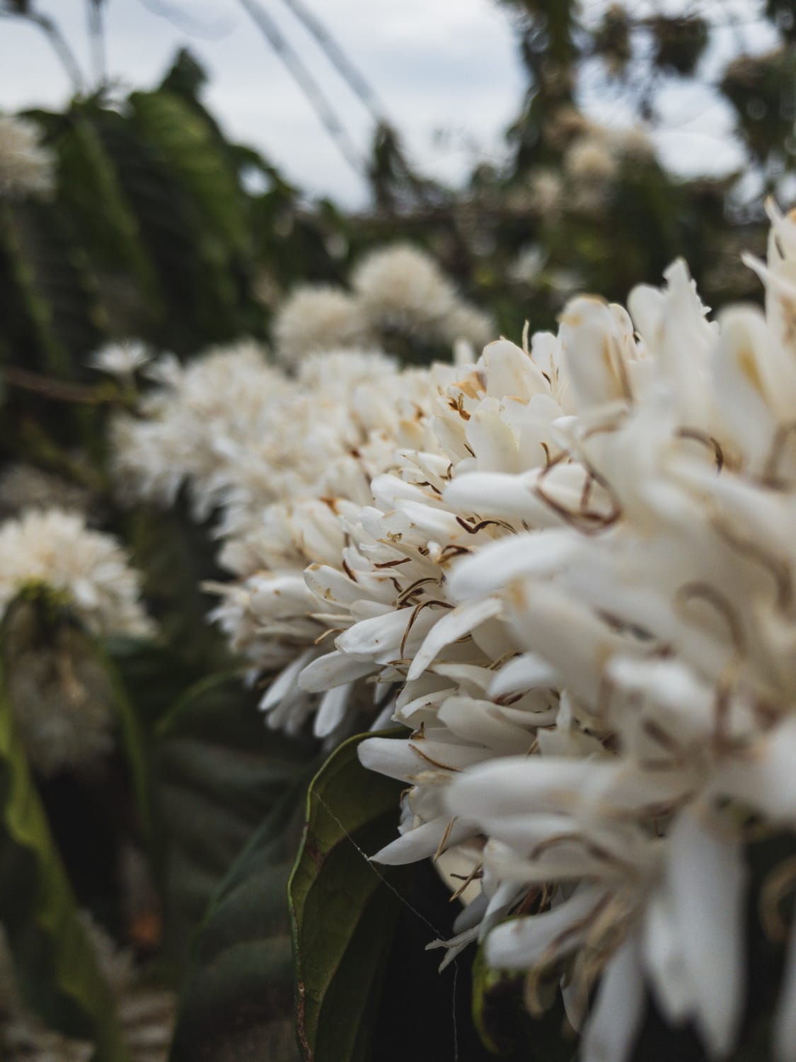 Фото 83 из альбома Vietnam & Bali Shoot on iPhone 2020