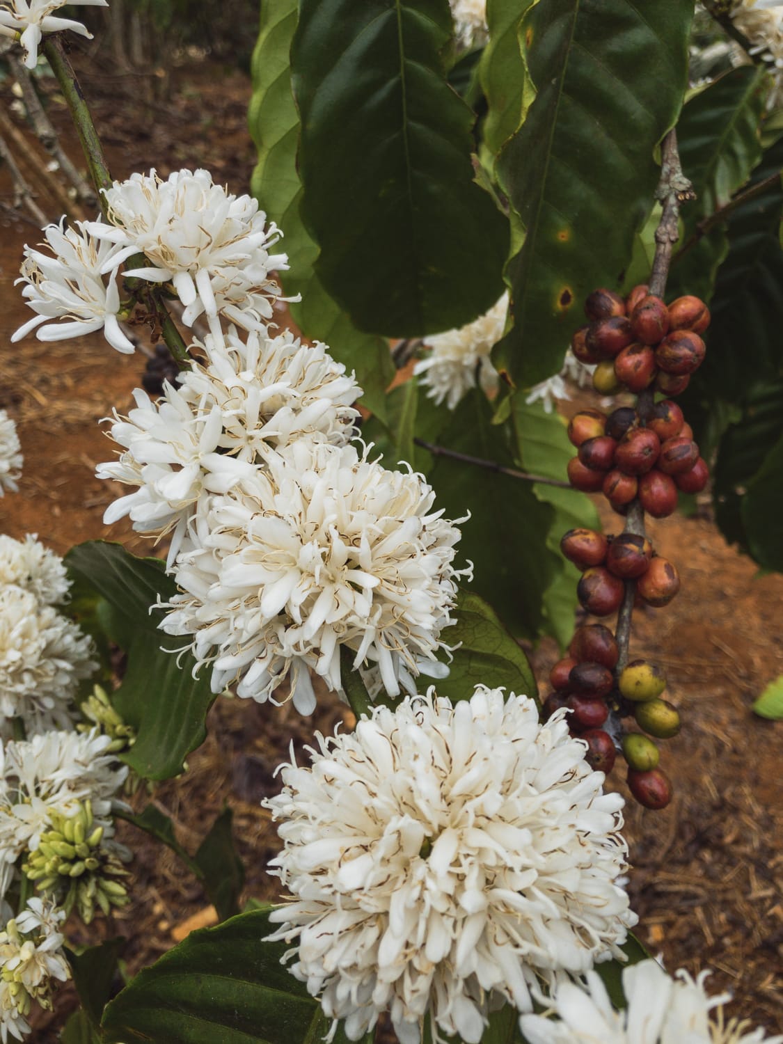 Фото 84 из альбома Vietnam & Bali Shoot on iPhone 2020