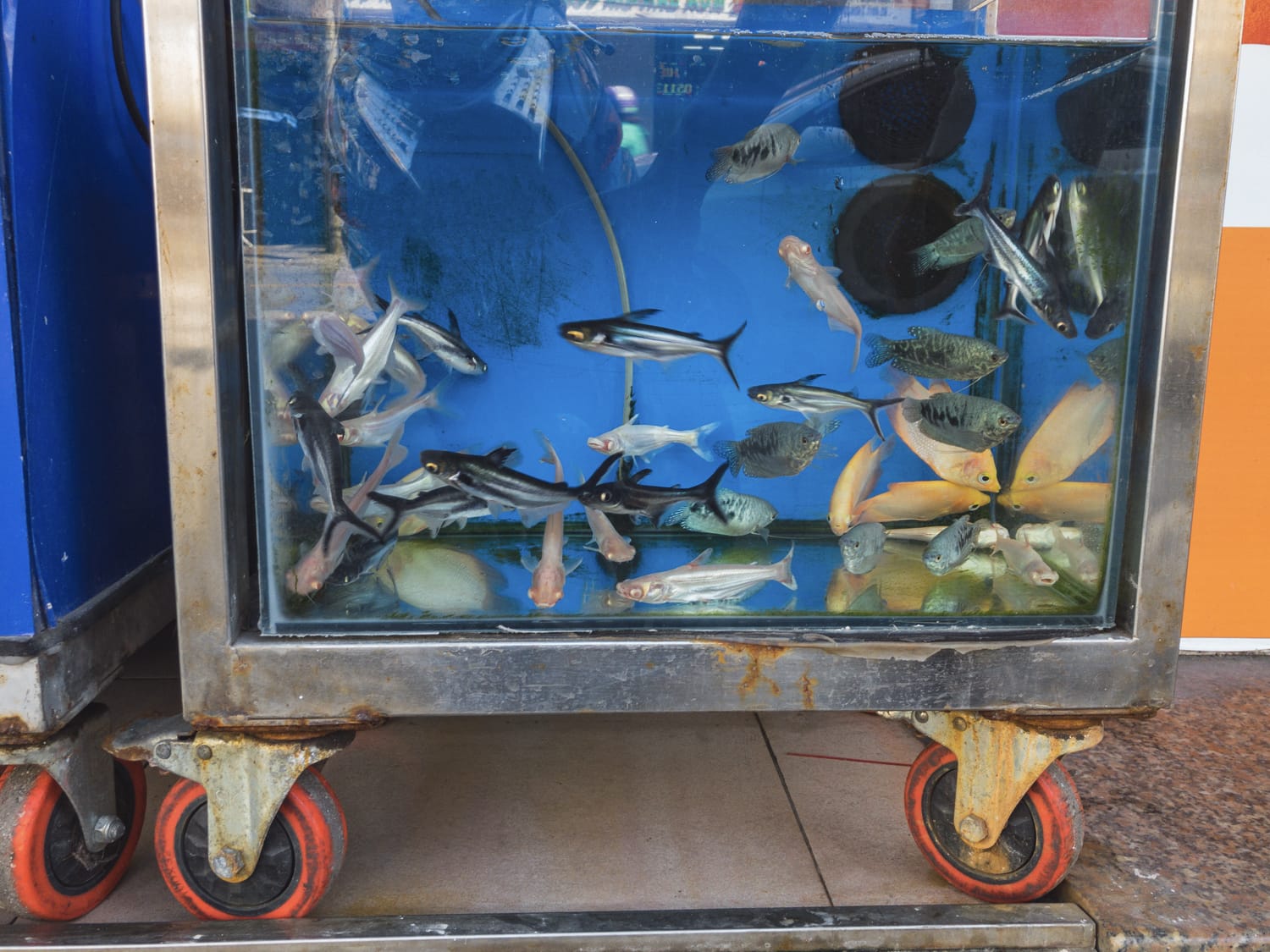 Фото 170 из альбома Vietnam & Bali Shoot on iPhone 2020