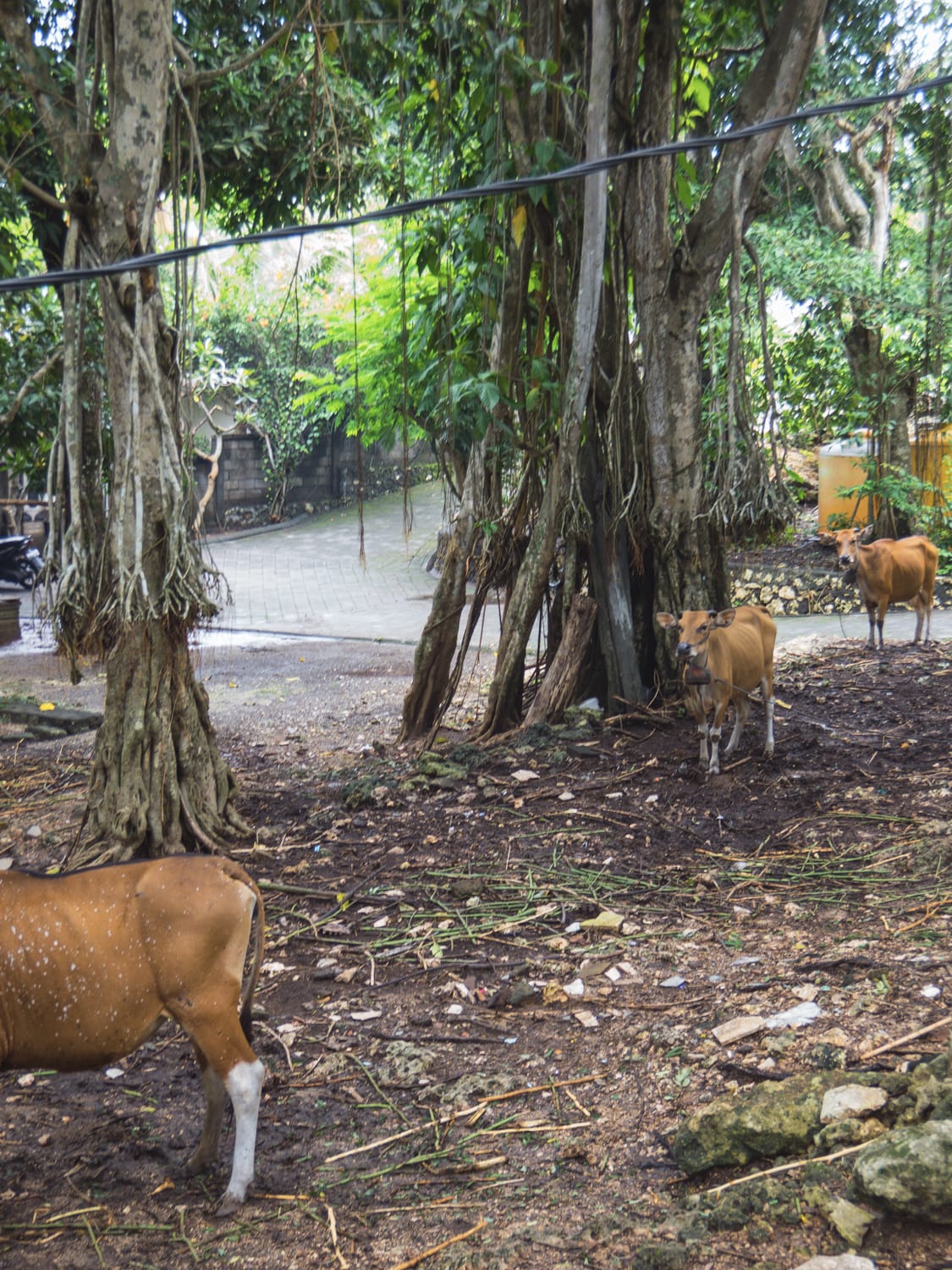 Фото 203 из альбома Vietnam & Bali Shoot on iPhone 2020