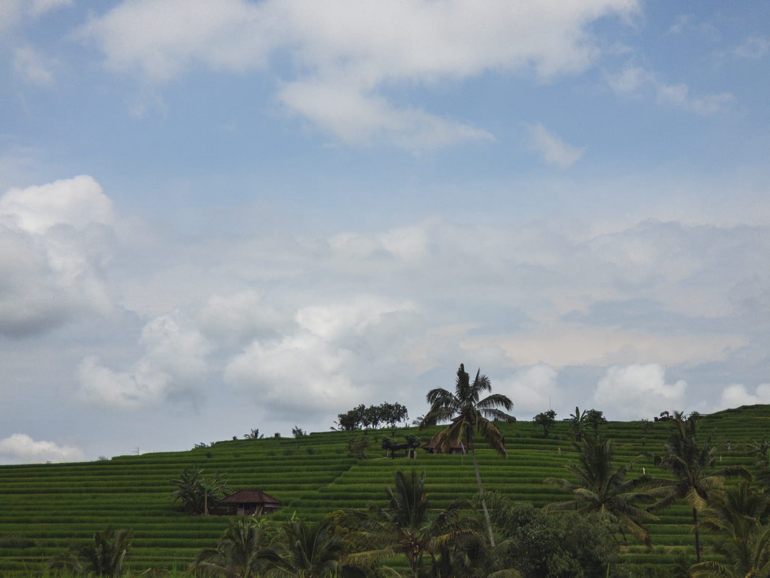 Фото 209 из альбома Vietnam & Bali Shoot on iPhone 2020