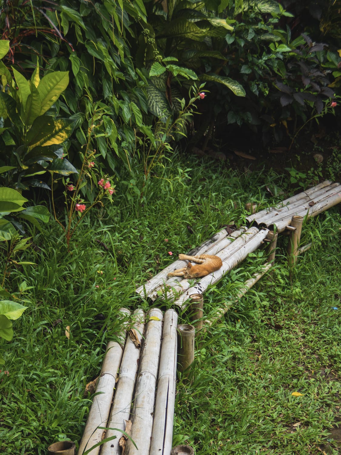 Фото 213 из альбома Vietnam & Bali Shoot on iPhone 2020