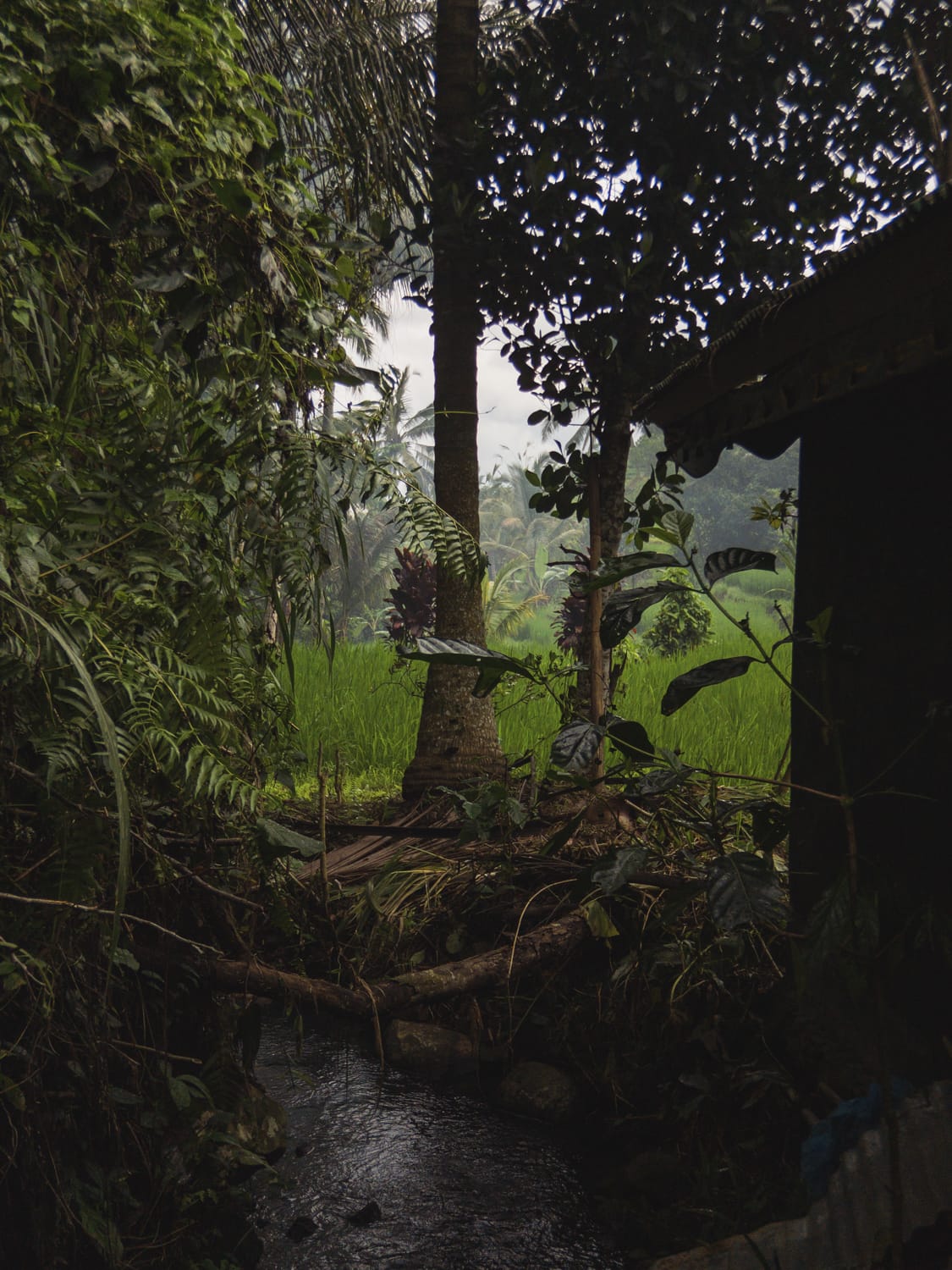 Фото 221 из альбома Vietnam & Bali Shoot on iPhone 2020