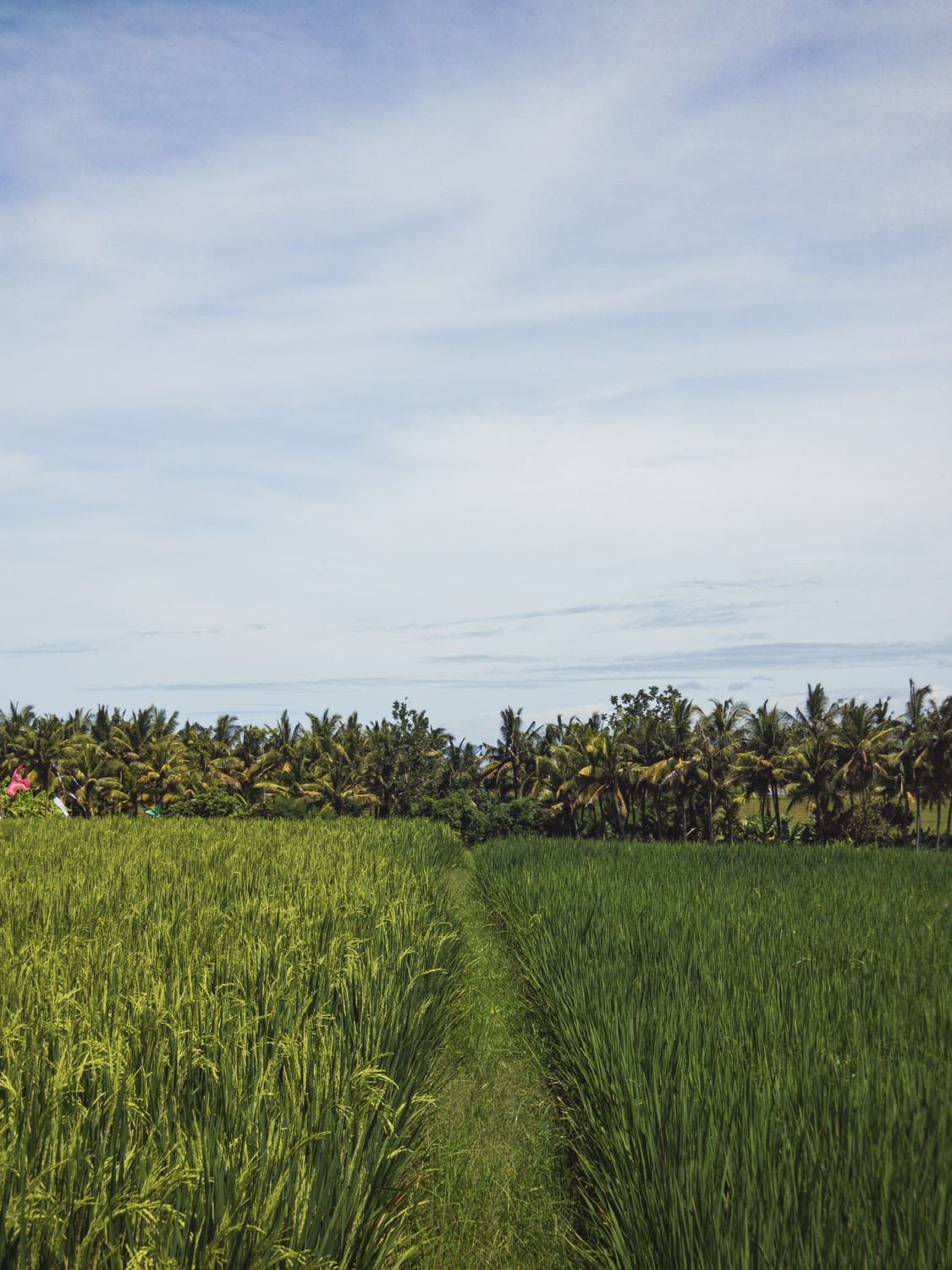 Фото 224 из альбома Vietnam & Bali Shoot on iPhone 2020