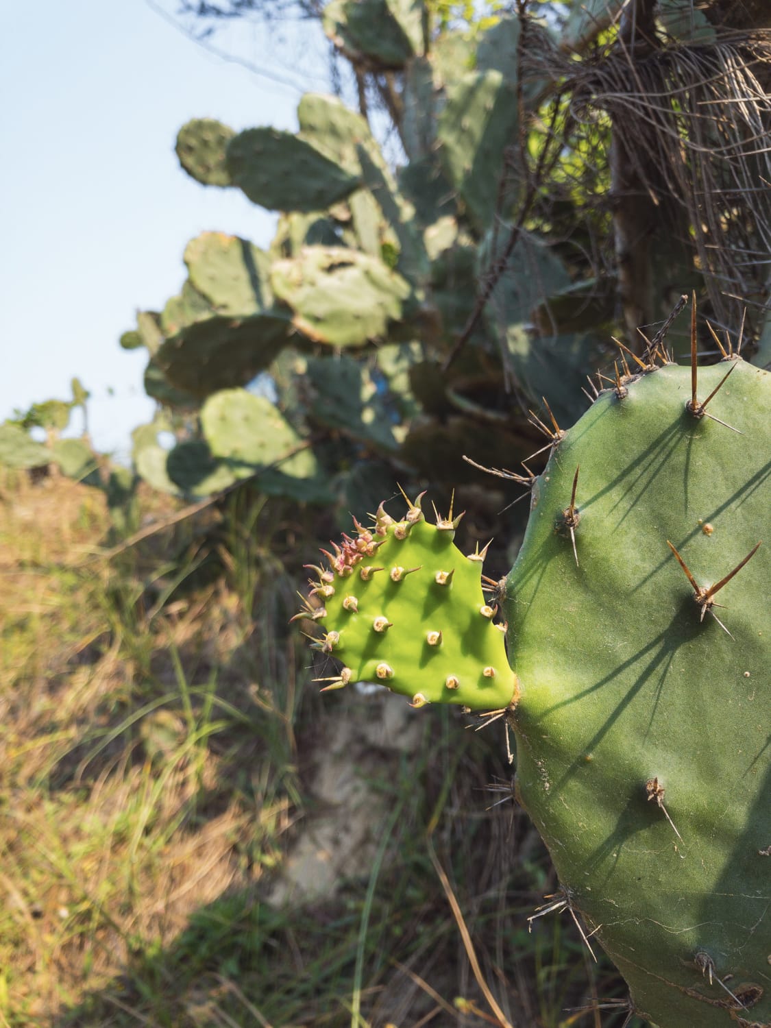 Фото 261 из альбома Vietnam & Bali Shoot on iPhone 2020