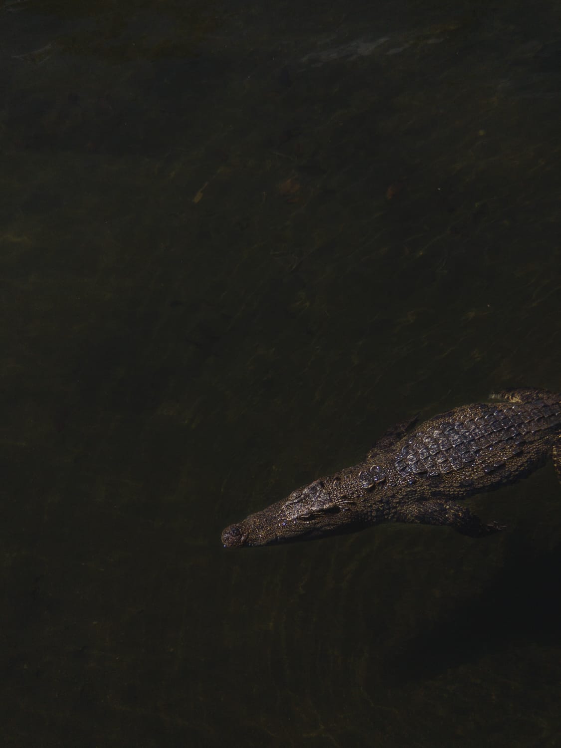 Фото 346 из альбома Vietnam & Bali Shoot on iPhone 2020