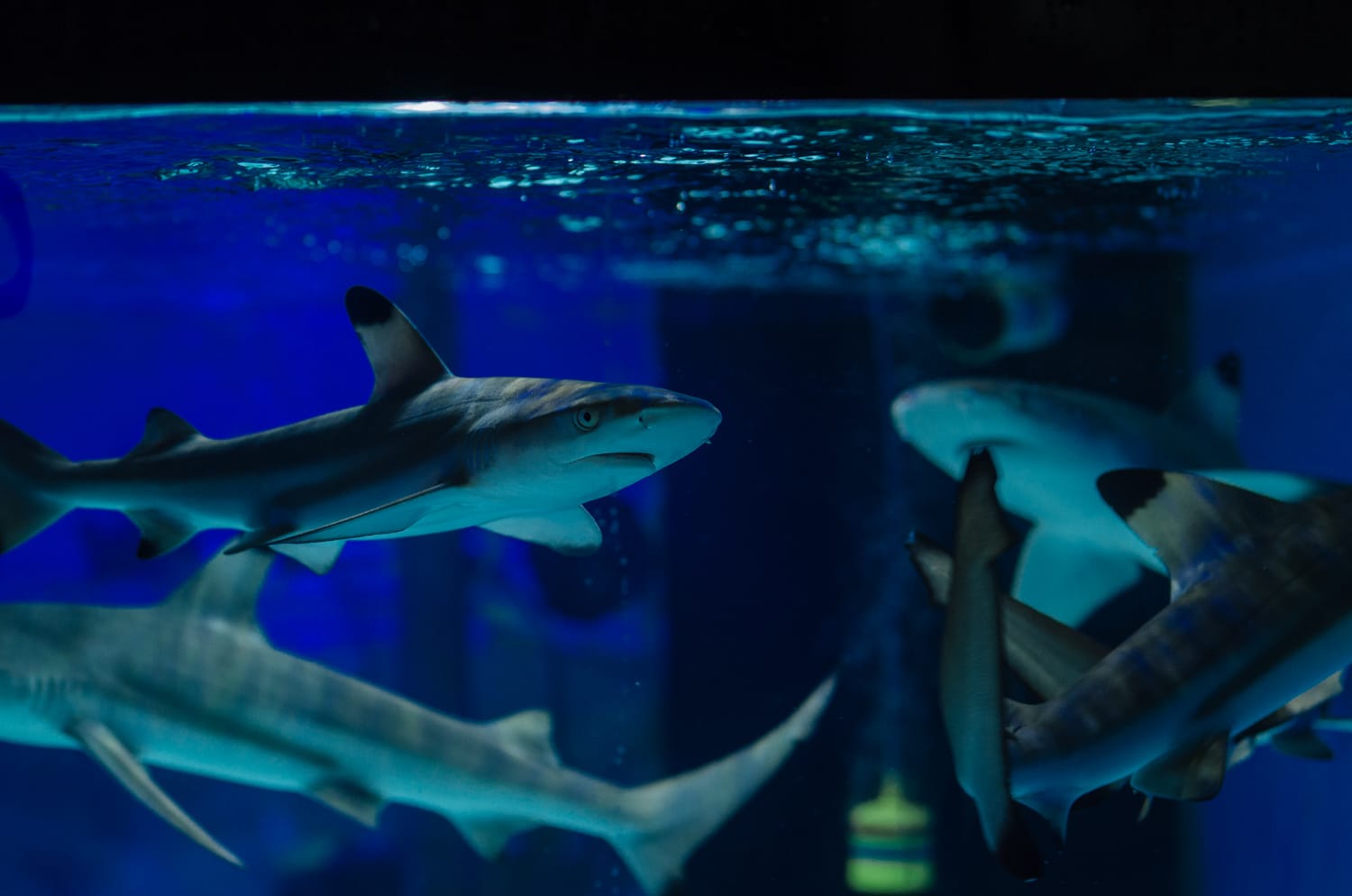 Фото 69 из альбома Bangkok & Phuket 2022