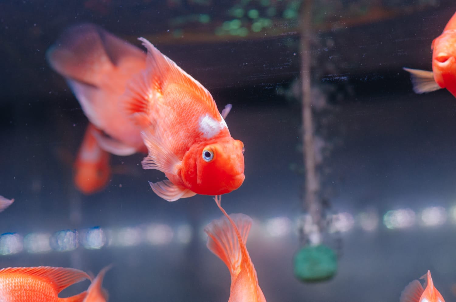 Фото 70 из альбома Bangkok & Phuket 2022