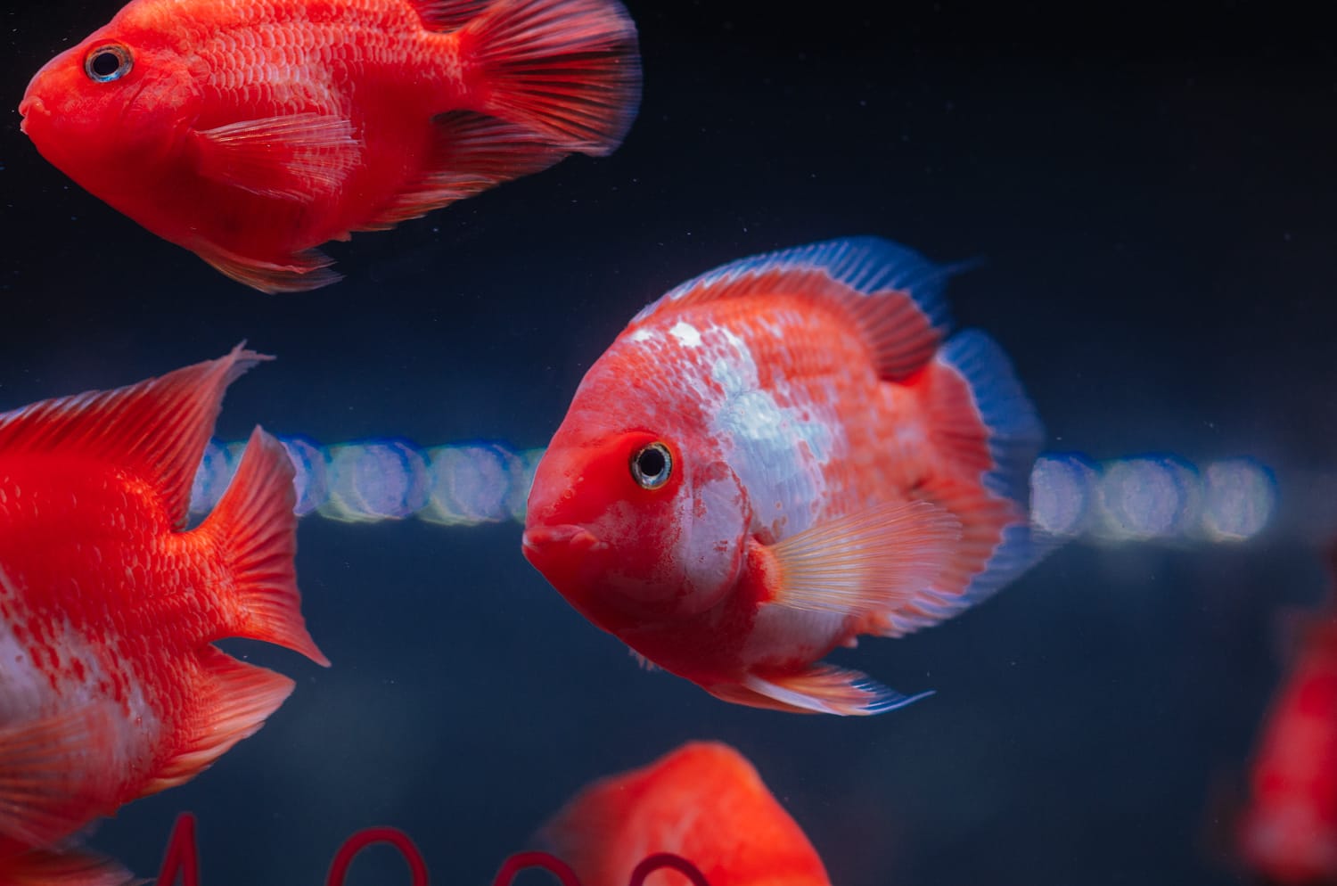 Фото 71 из альбома Bangkok & Phuket 2022