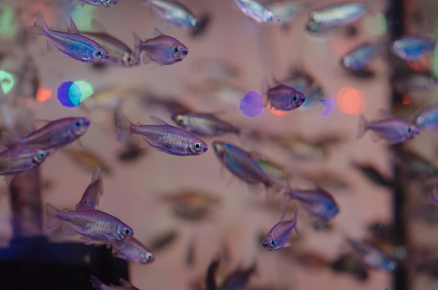 Фото 72 из альбома Bangkok & Phuket 2022