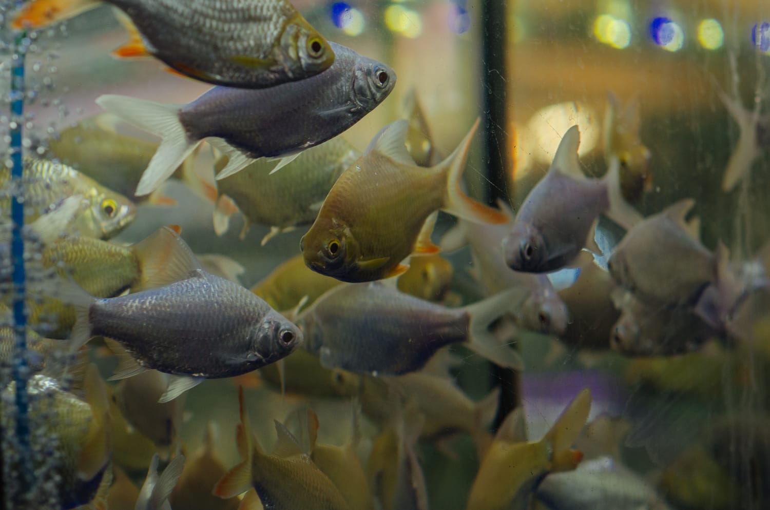 Фото 73 из альбома Bangkok & Phuket 2022