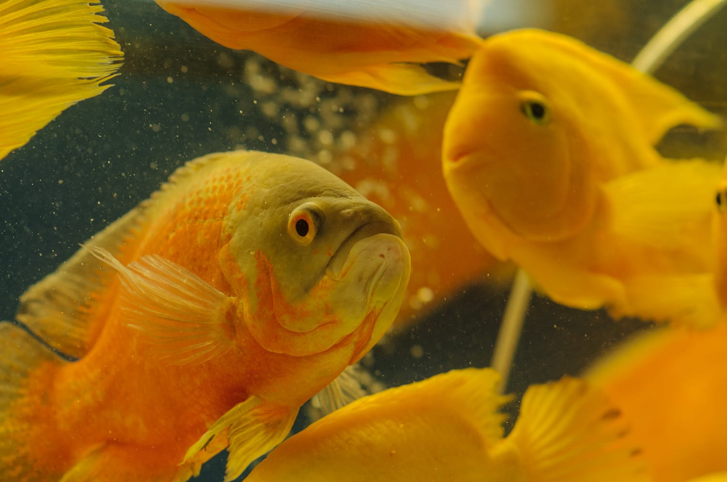 Фото 74 из альбома Bangkok & Phuket 2022