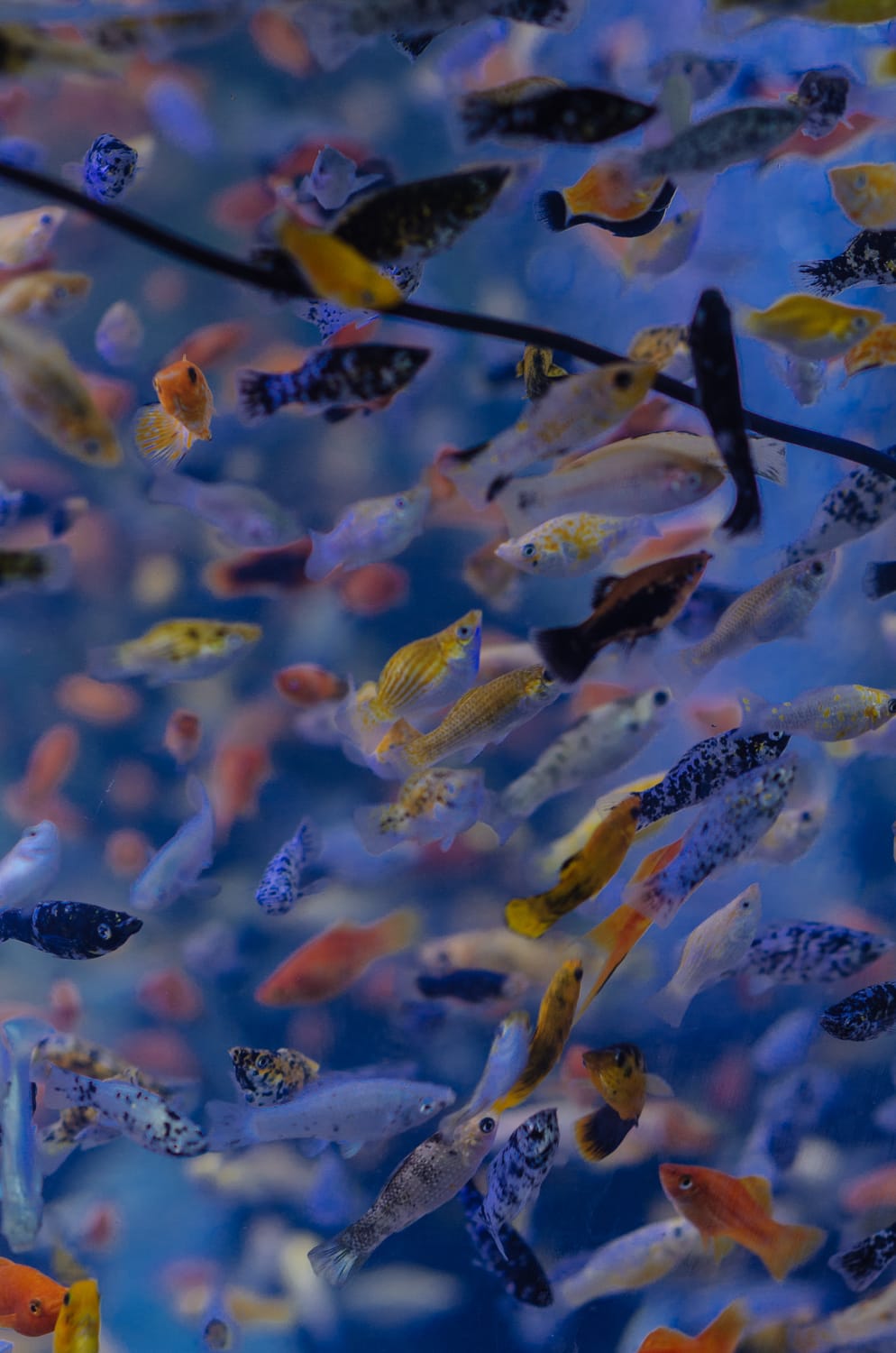 Фото 76 из альбома Bangkok & Phuket 2022