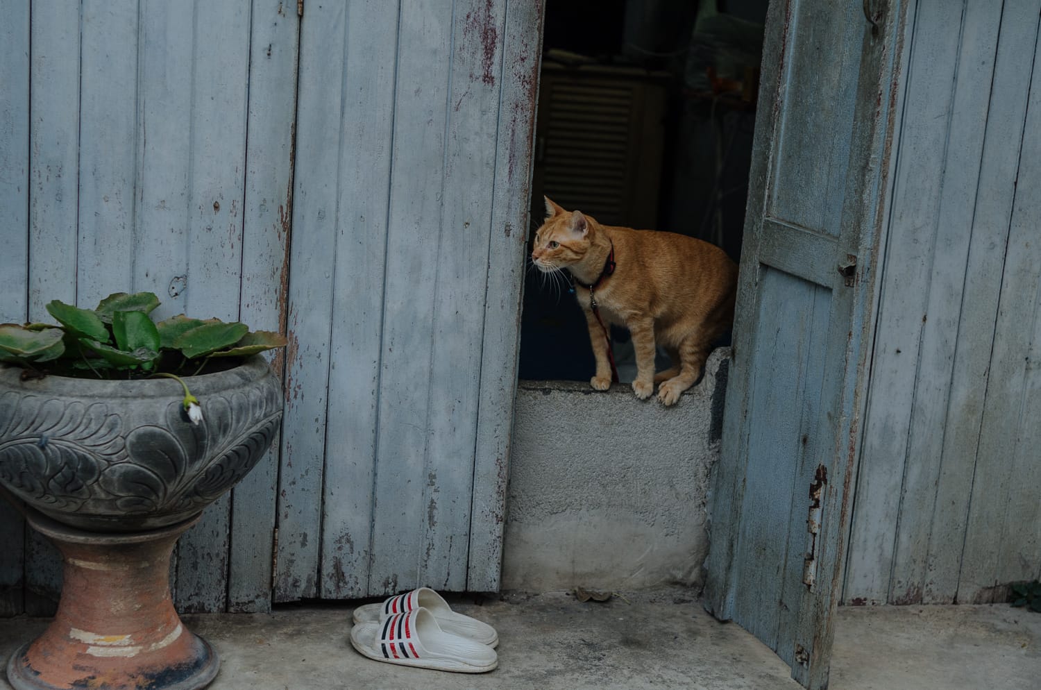 Фото 169 из альбома Bangkok & Phuket 2022