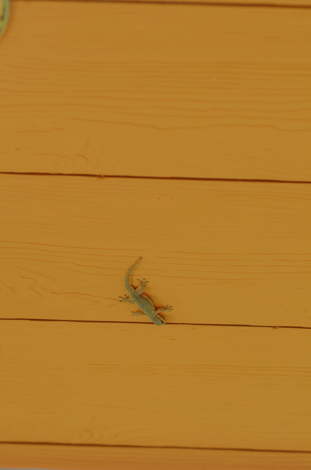 Фото 226 из альбома Bangkok & Phuket 2022