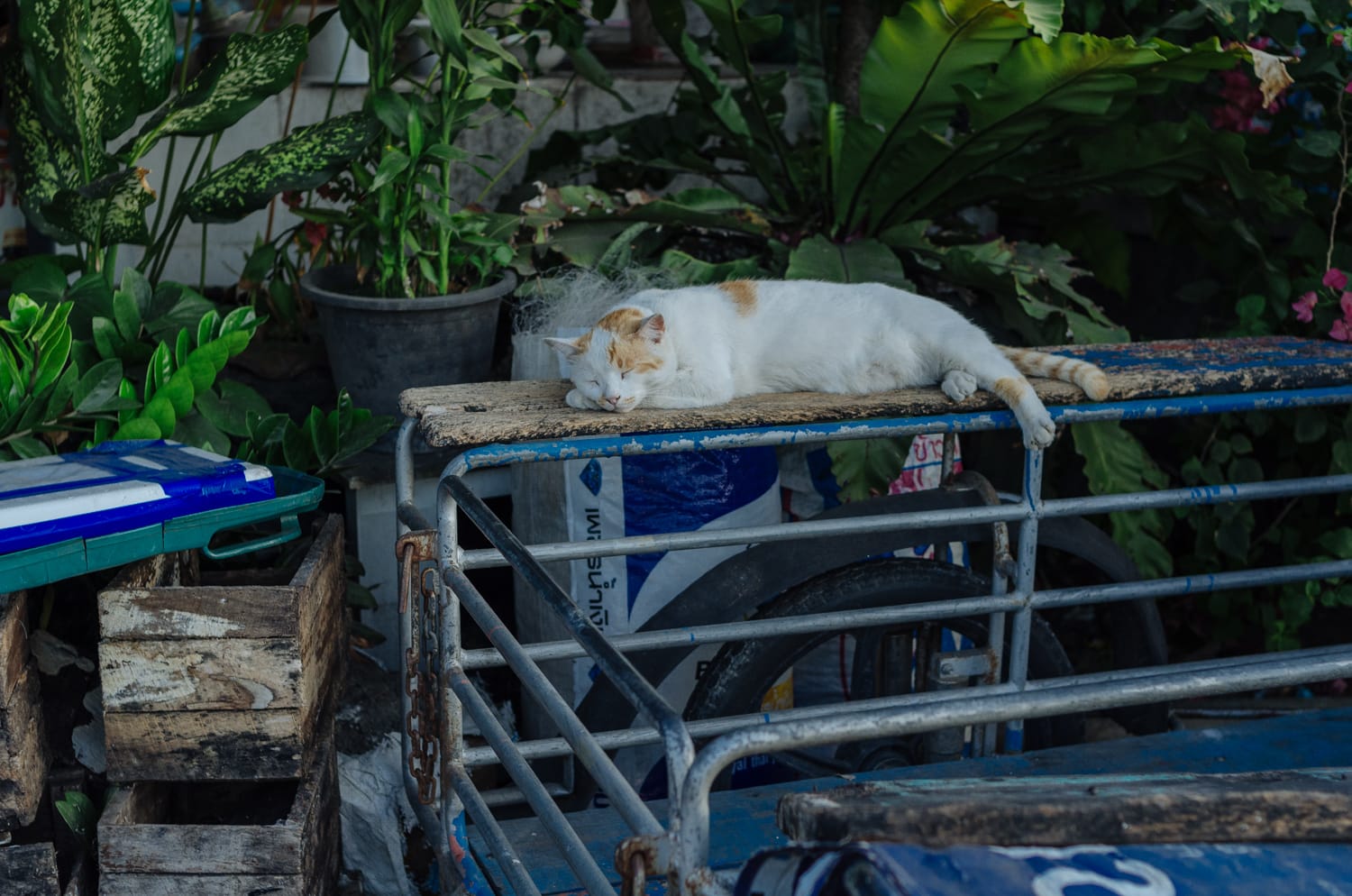 Фото 258 из альбома Bangkok & Phuket 2022