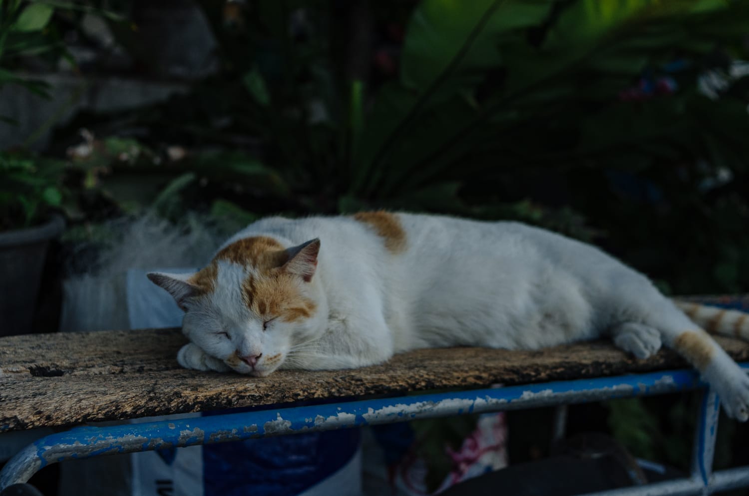 Фото 259 из альбома Bangkok & Phuket 2022