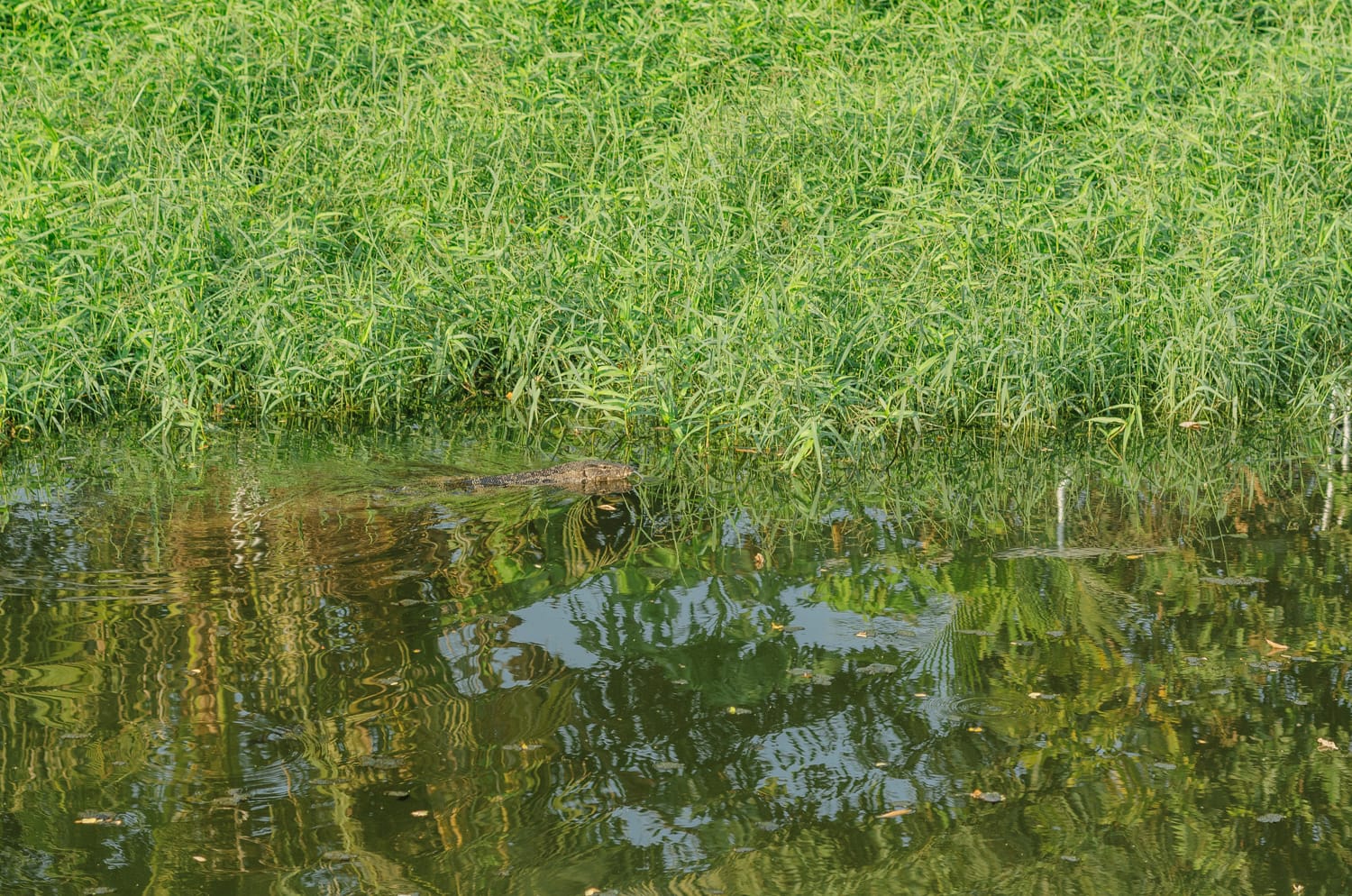 Фото 359 из альбома Bangkok & Phuket 2022