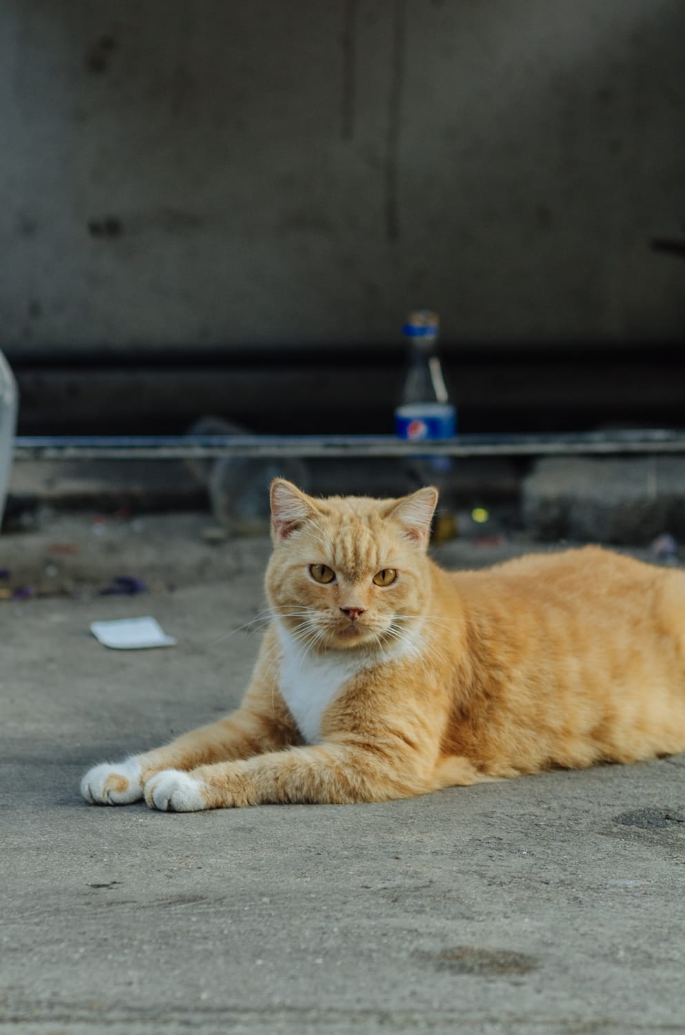 Фото 369 из альбома Bangkok & Phuket 2022