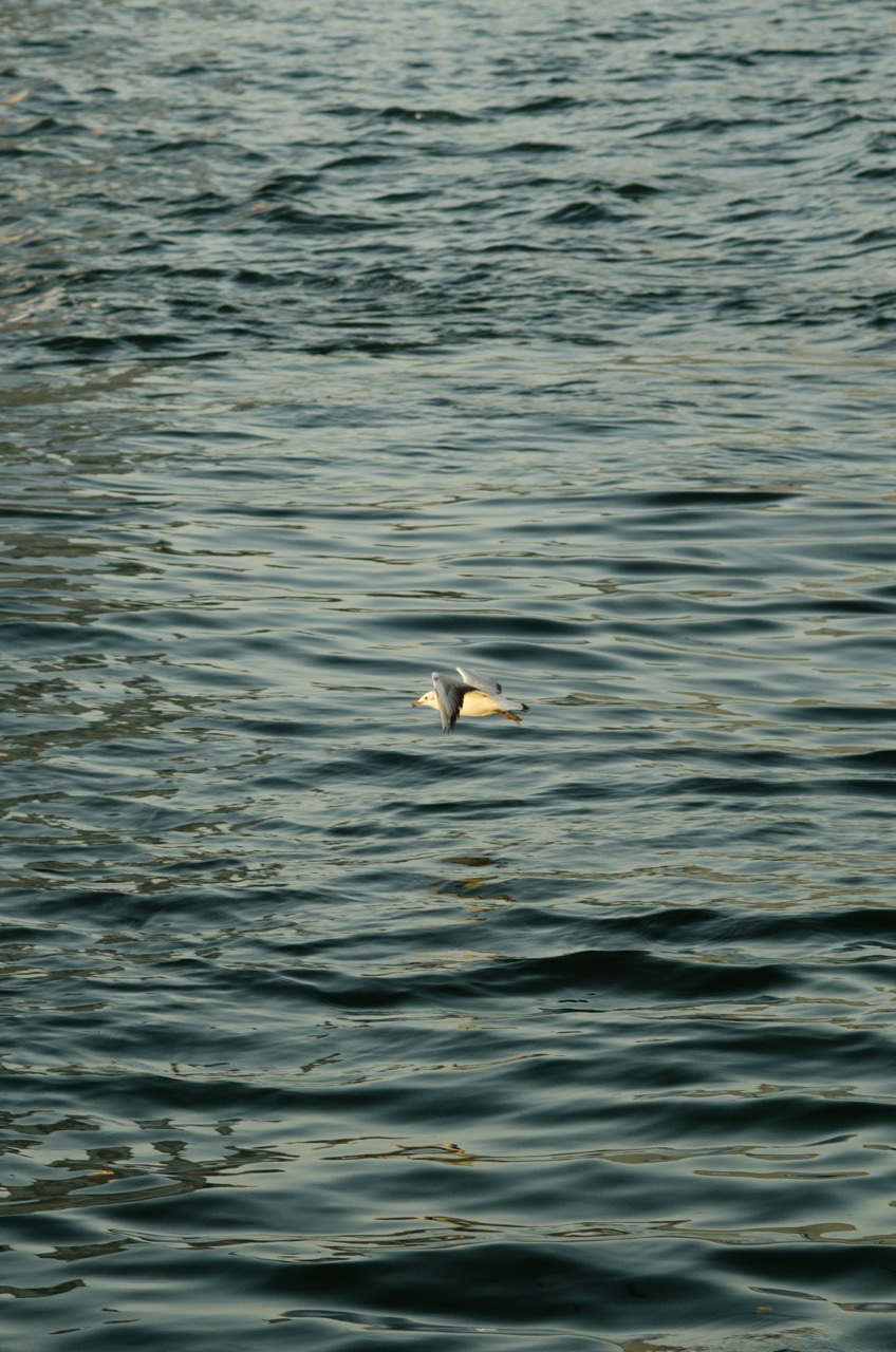 Фото 124 из альбома Dubai 2022