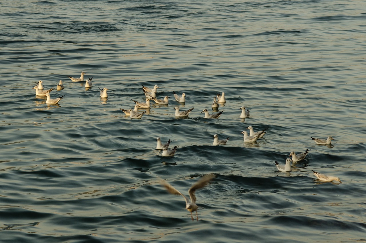 Фото 129 из альбома Dubai 2022