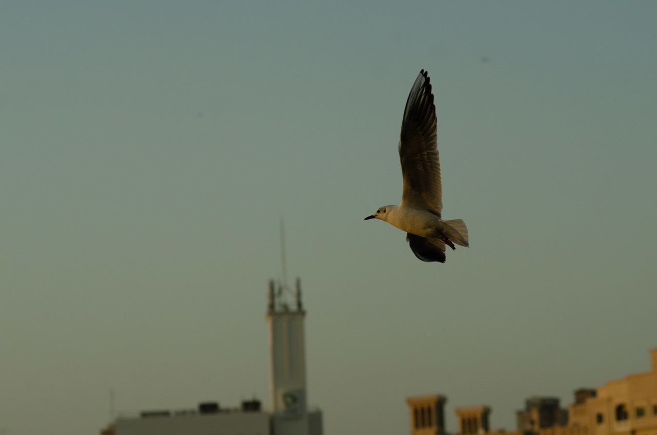 Фото 134 из альбома Dubai 2022