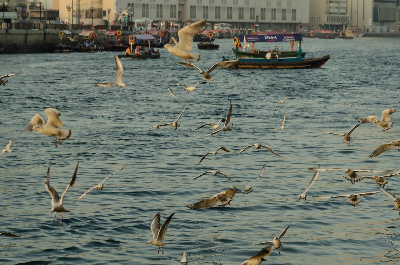 Фото 135 из альбома Dubai 2022