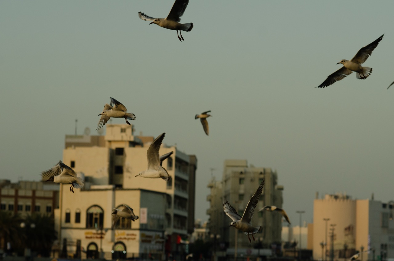 Фото 136 из альбома Dubai 2022