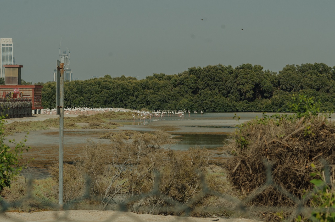 Фото 157 из альбома Dubai 2022