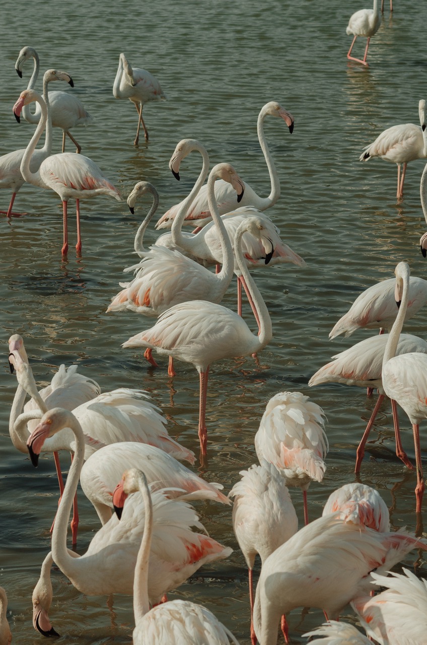 Фото 160 из альбома Dubai 2022