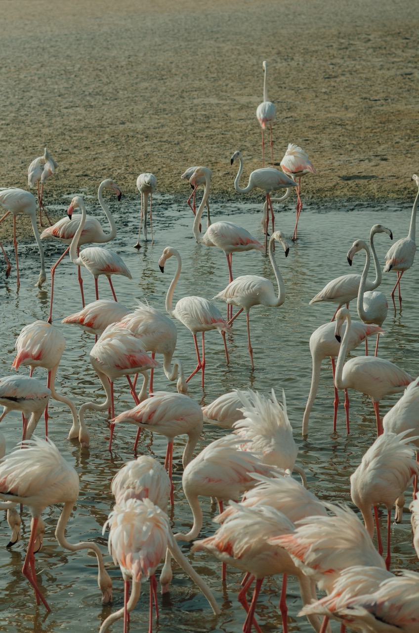 Фото 161 из альбома Dubai 2022