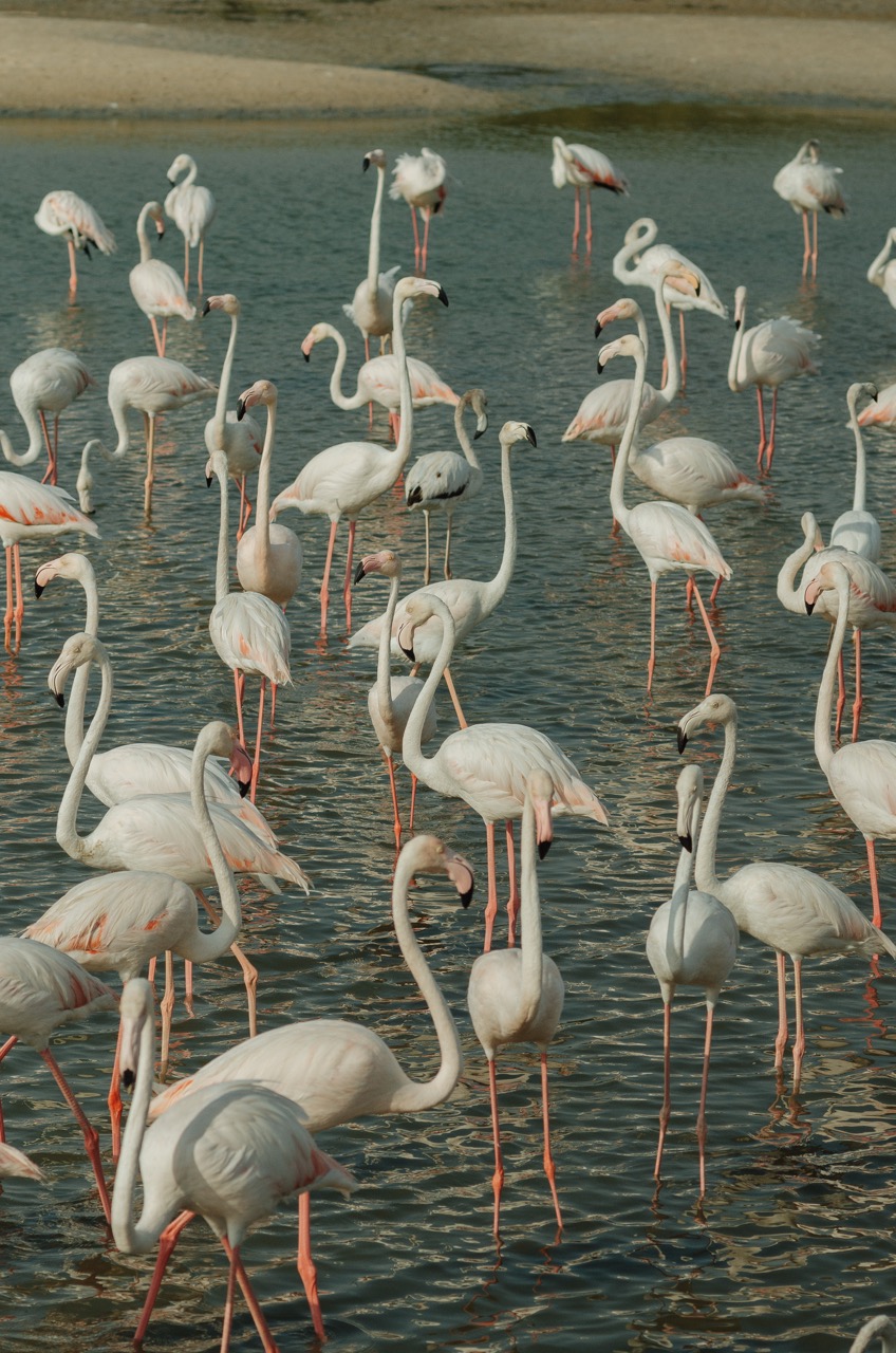 Фото 162 из альбома Dubai 2022