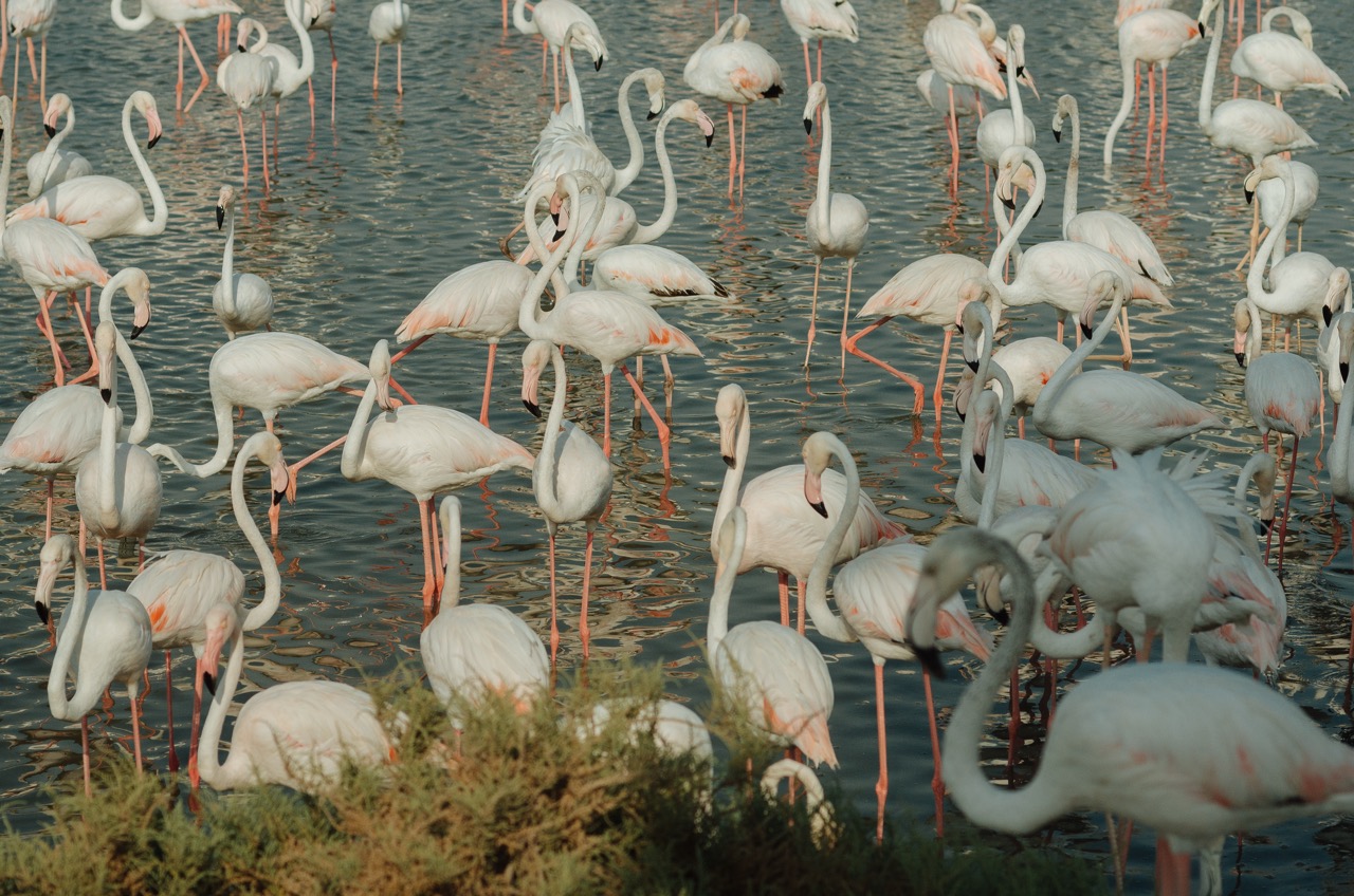 Фото 164 из альбома Dubai 2022