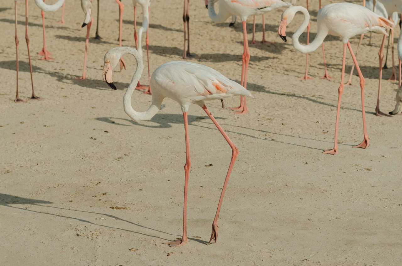 Фото 165 из альбома Dubai 2022